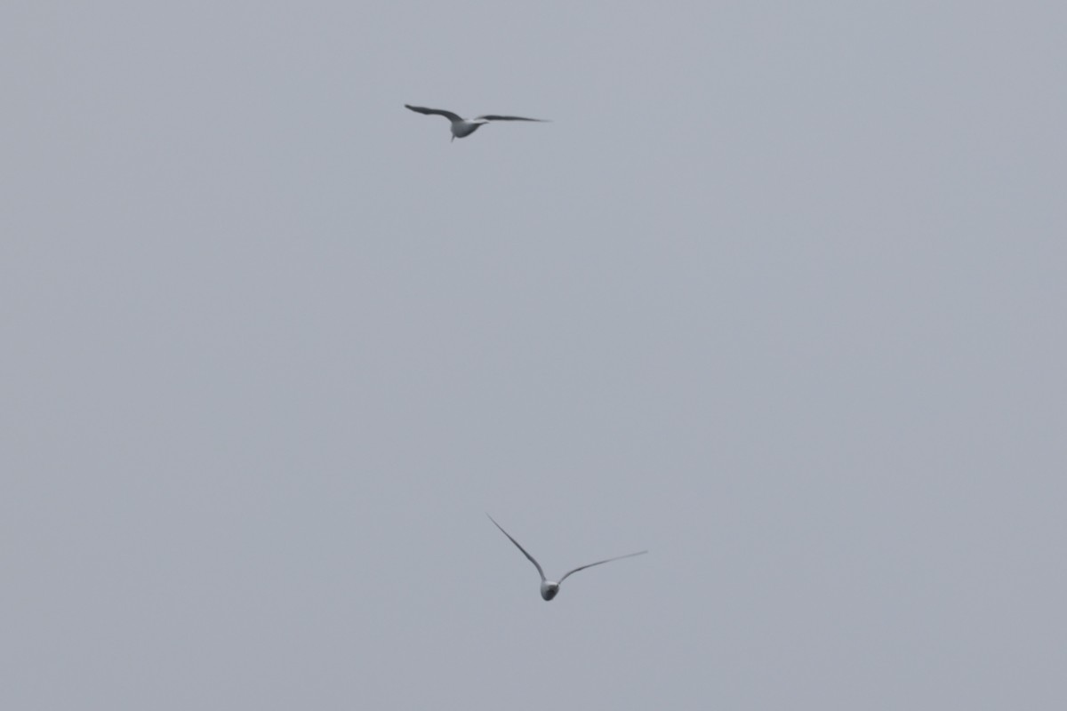 Common/Arctic Tern - ML640444762