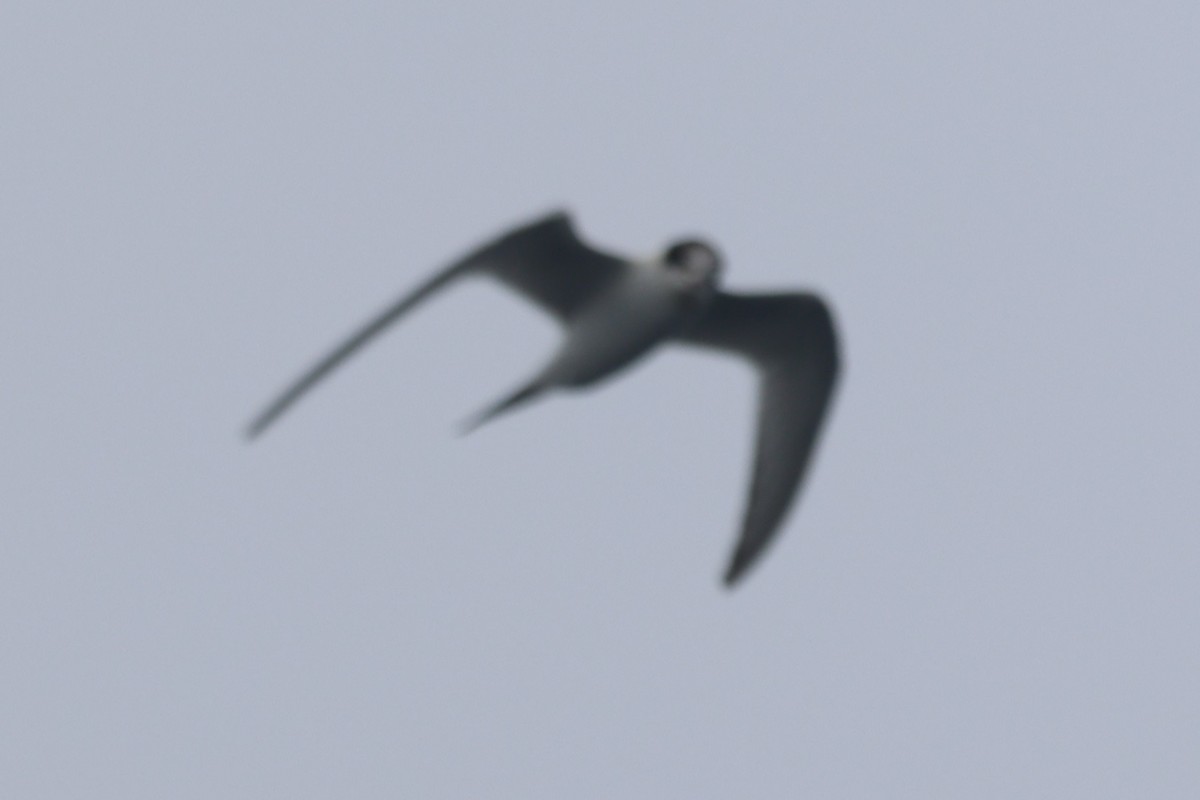Common/Arctic Tern - ML640444763
