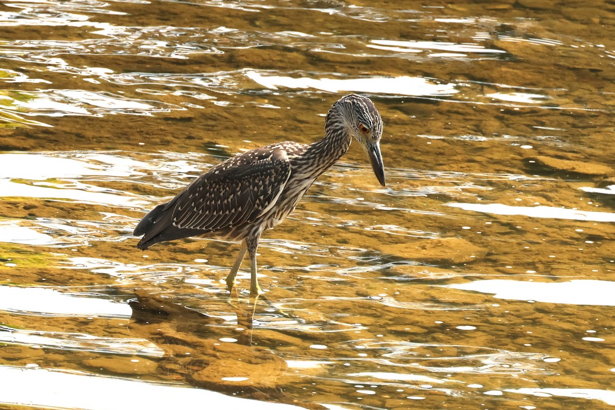 Yellow-crowned Night Heron - ML640444767