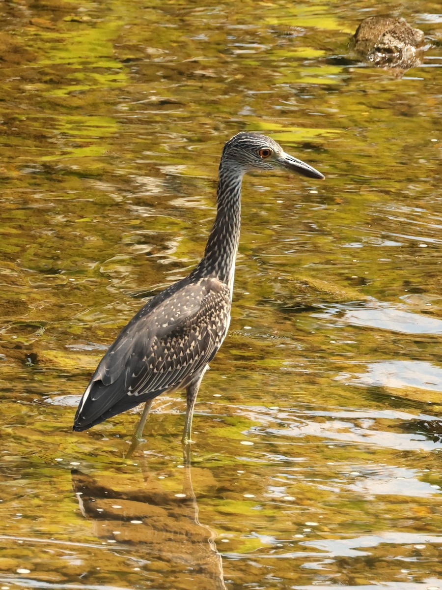 Yellow-crowned Night Heron - ML640444773