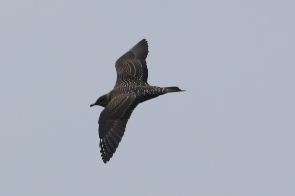 Long-tailed Jaeger - ML640444792