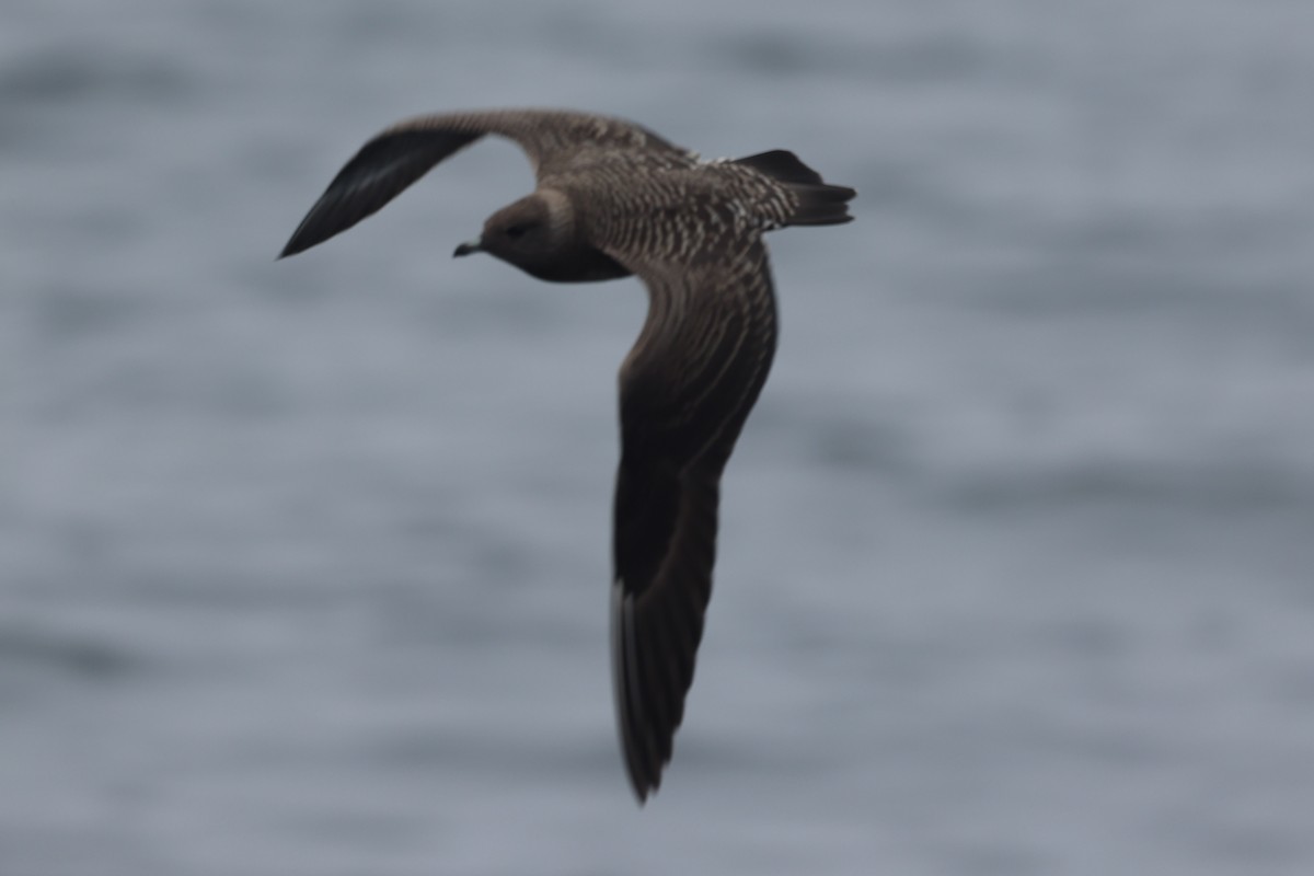 Long-tailed Jaeger - ML640444793