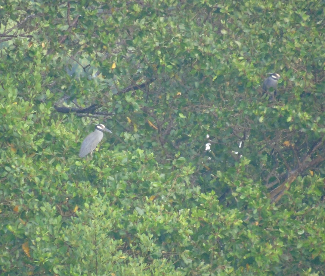 Yellow-crowned Night Heron - ML640444829