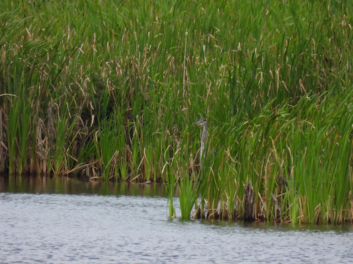 Great Blue Heron - ML640444849