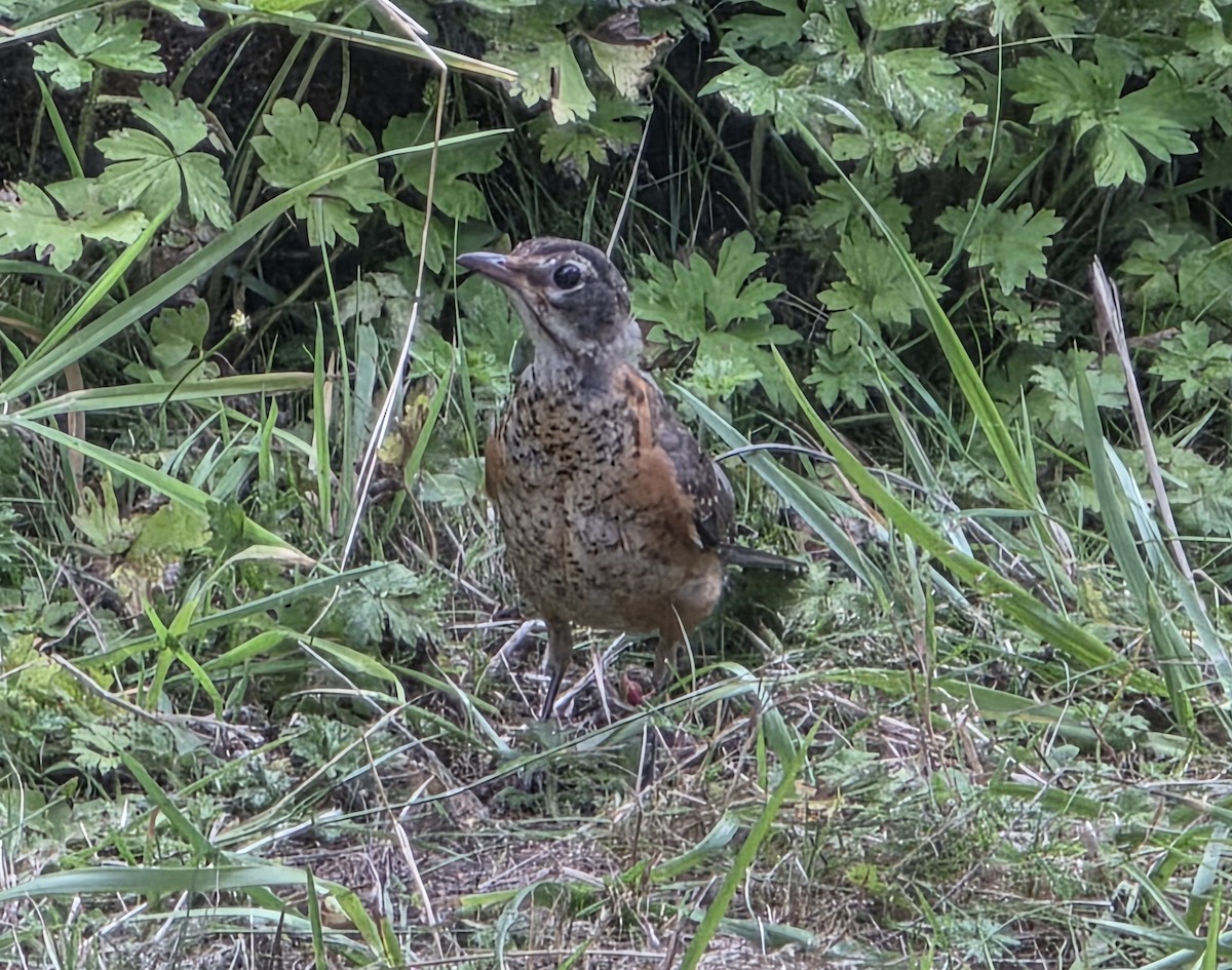American Robin - ML640444887