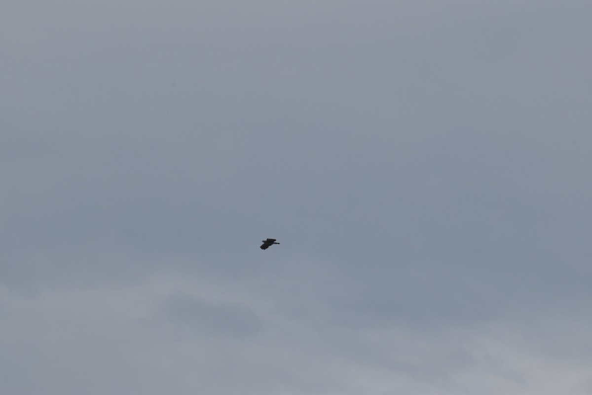 Slate-colored Hawk - ML640444918