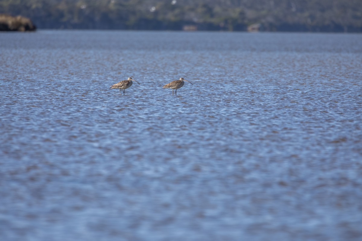 Far Eastern Curlew - ML640444999