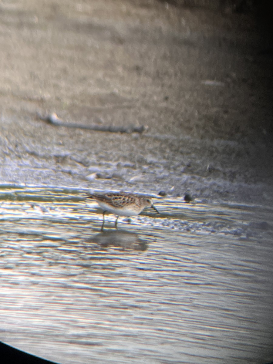 Baird's Sandpiper - ML640445061