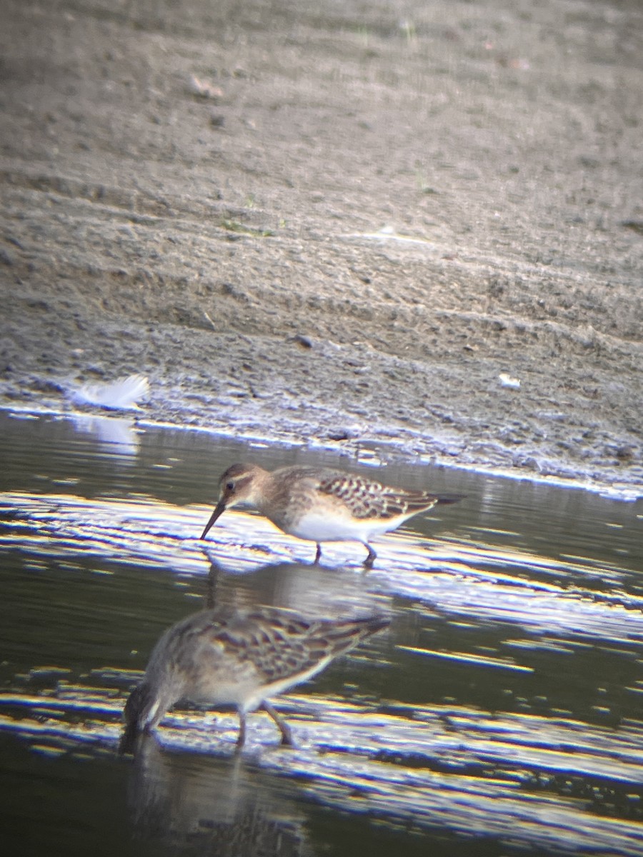 Baird's Sandpiper - ML640445062
