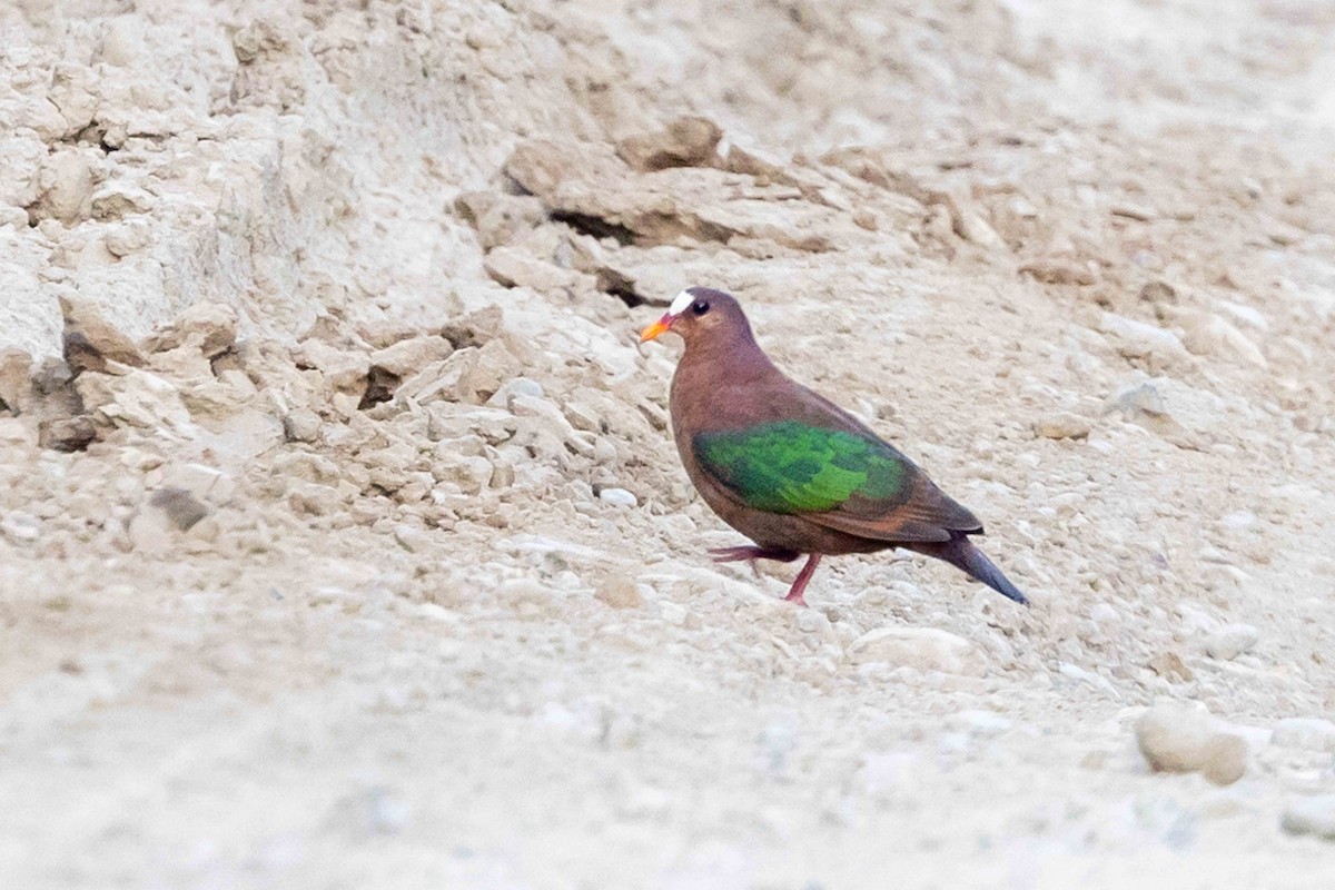 Stephan's Dove - ML640445064