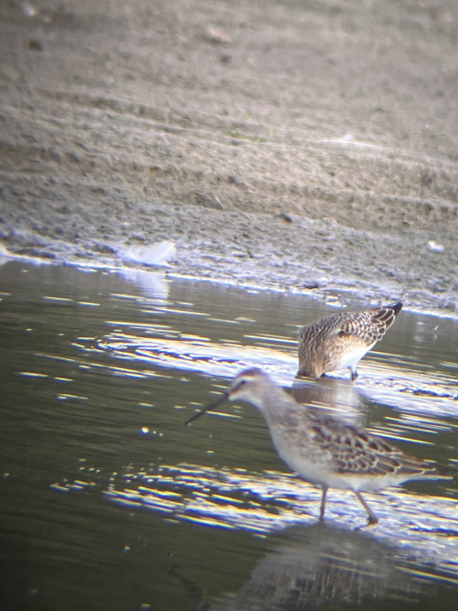 Stilt Sandpiper - ML640445089