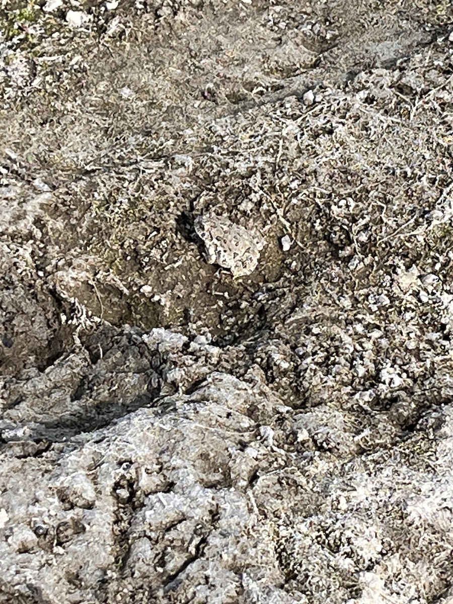 Animals - ML640445140