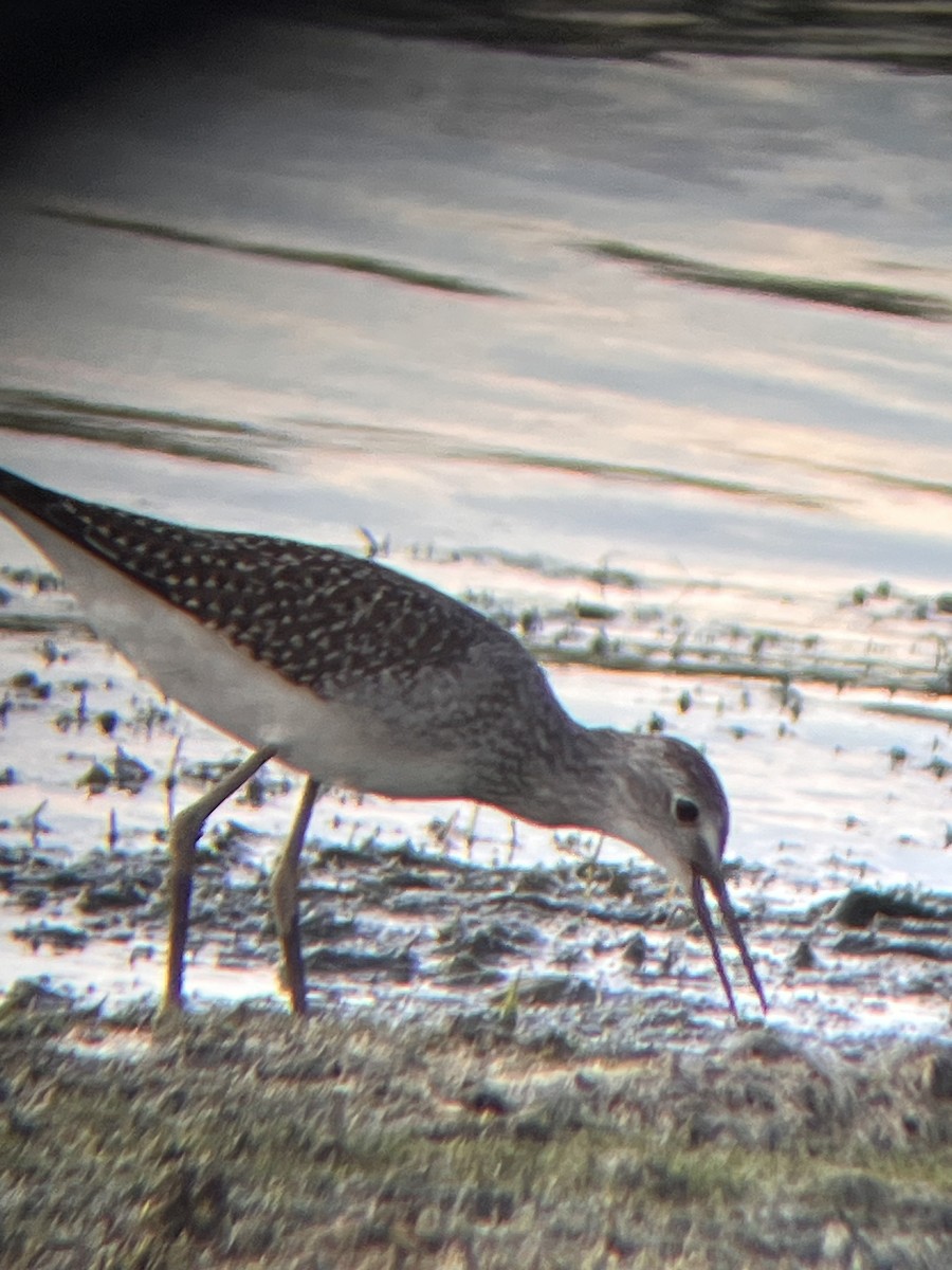 Lesser Yellowlegs - ML640445156