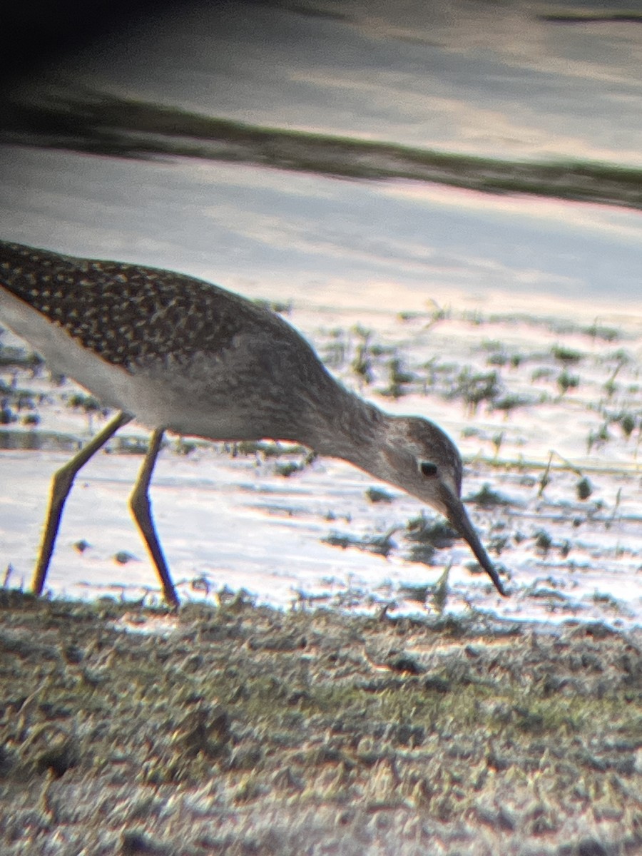 Lesser Yellowlegs - ML640445157