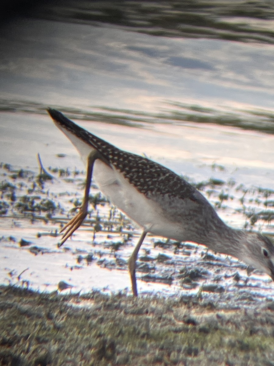 Lesser Yellowlegs - ML640445158
