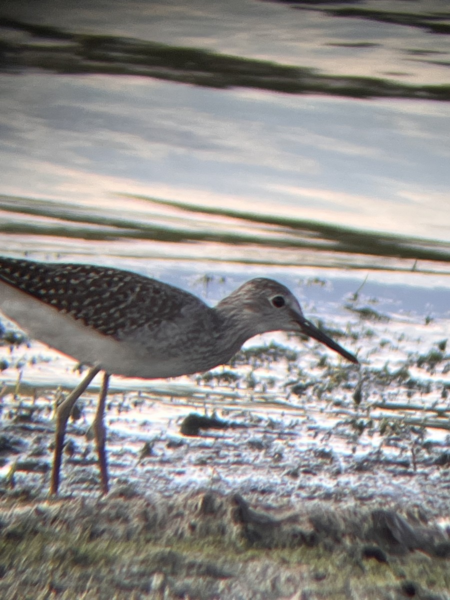Lesser Yellowlegs - ML640445159