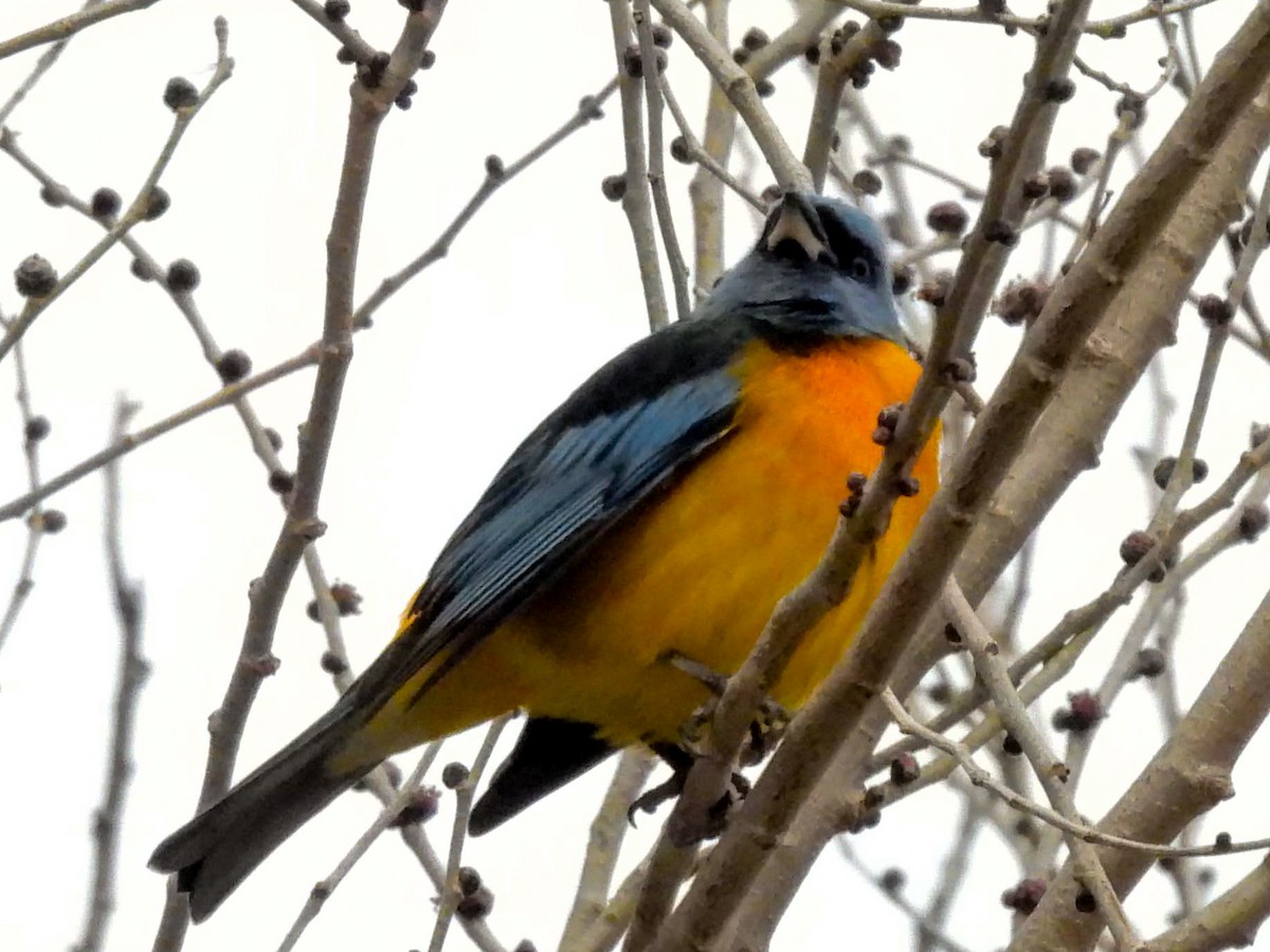 Blue-and-yellow Tanager - ML640445183