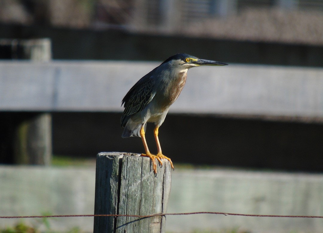 Striated Heron (South American) - ML640445237