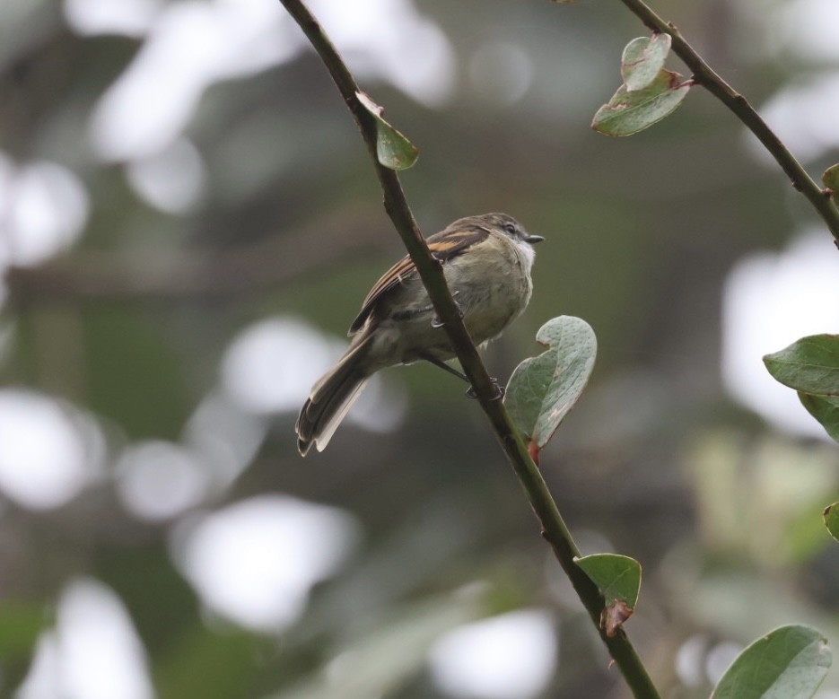 White-throated Tyrannulet - ML640445272