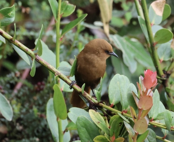 Rufous Wren - ML640445284