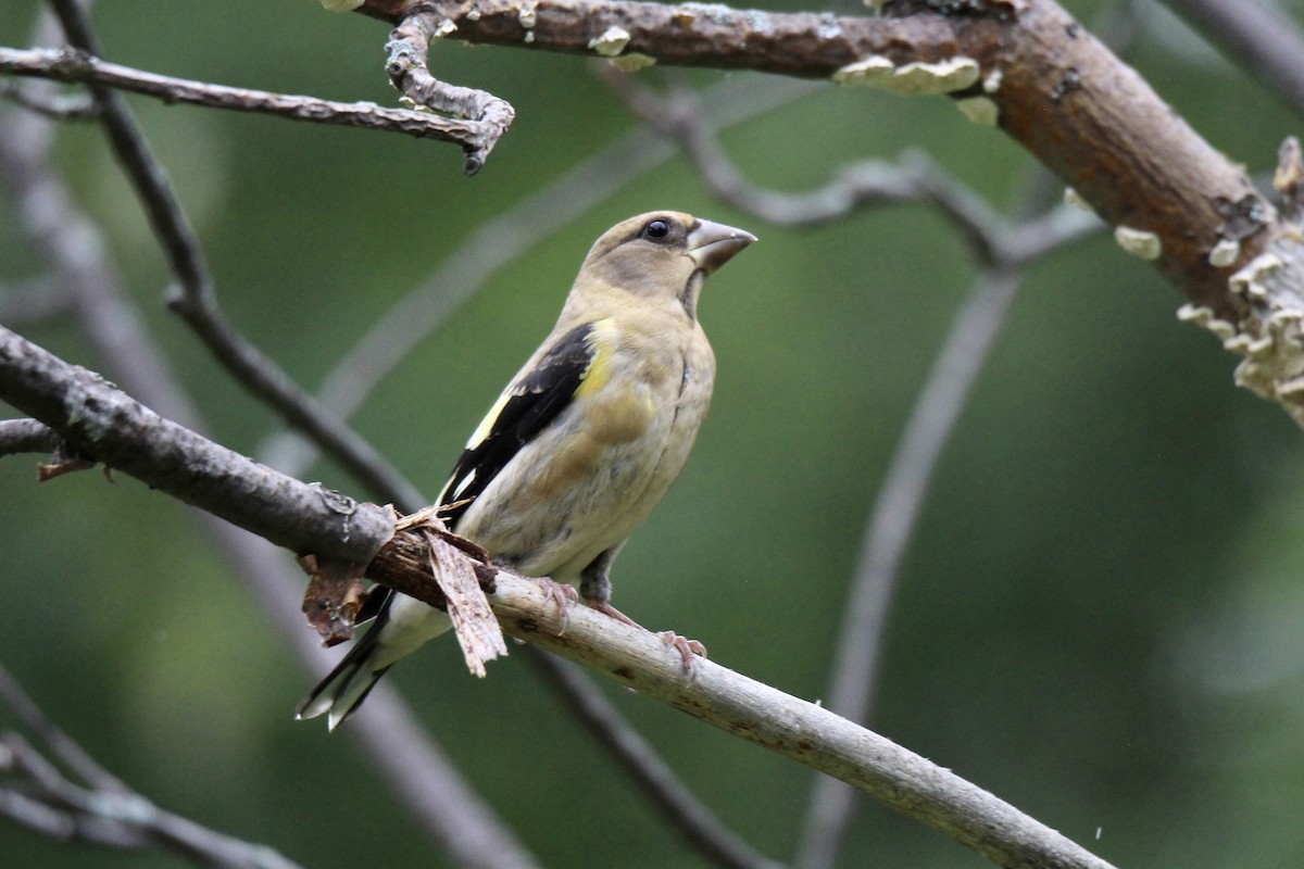 Evening Grosbeak - ML640445326