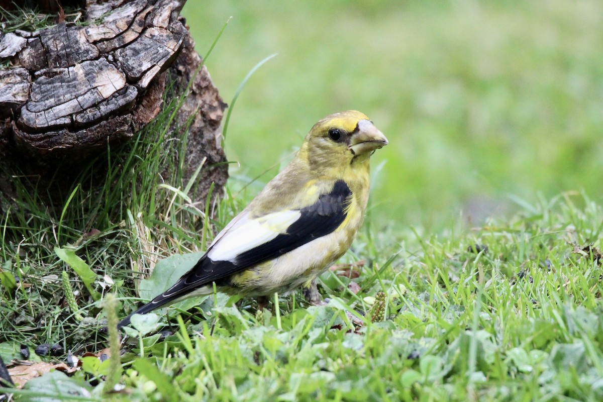 Evening Grosbeak - ML640445327