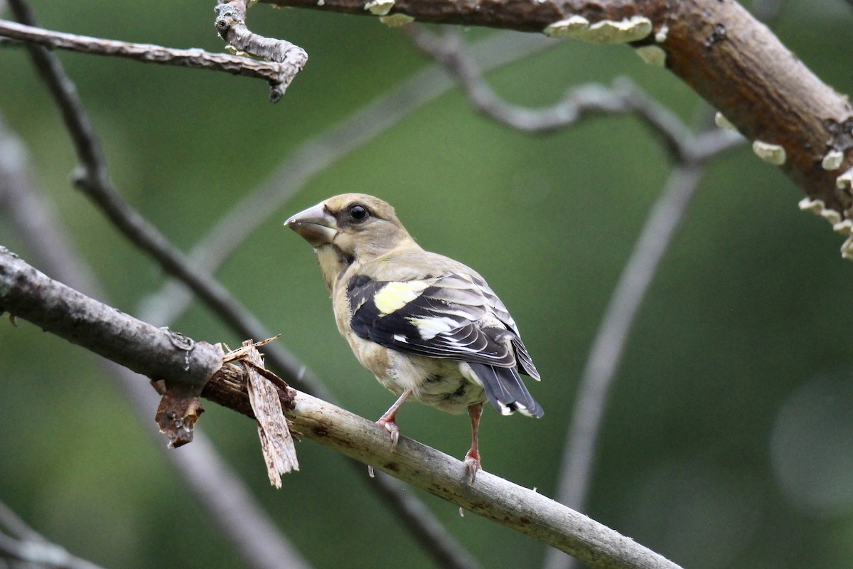 Evening Grosbeak - ML640445328
