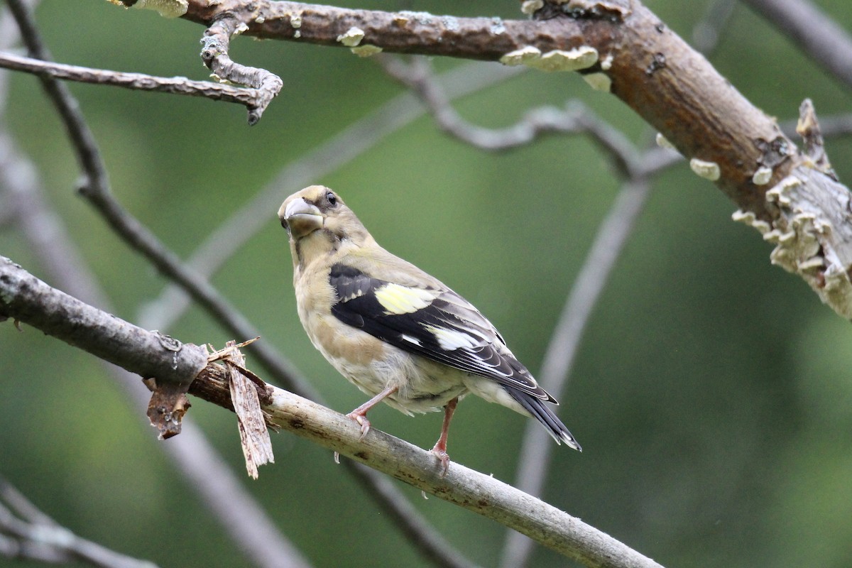 Evening Grosbeak - ML640445329