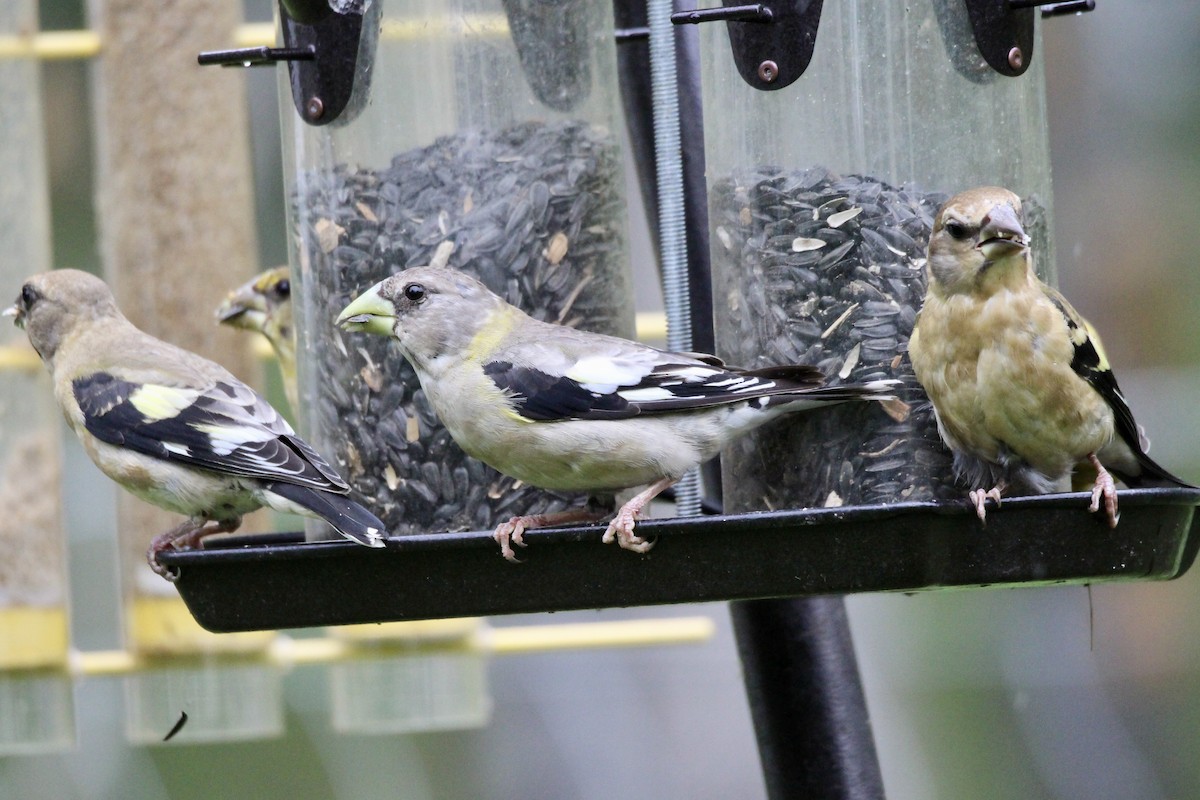 Evening Grosbeak - ML640445330