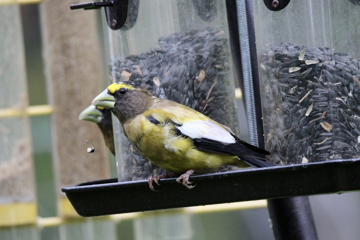 Evening Grosbeak - ML640445331