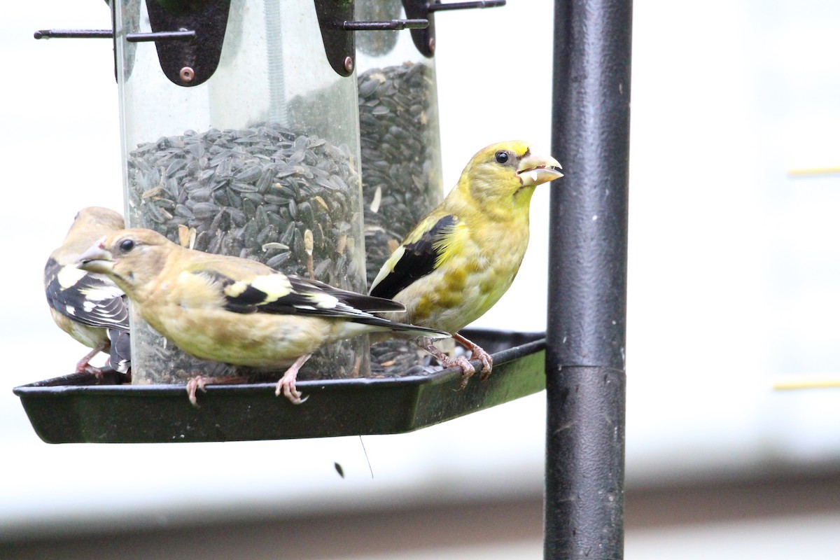 Evening Grosbeak - ML640445332