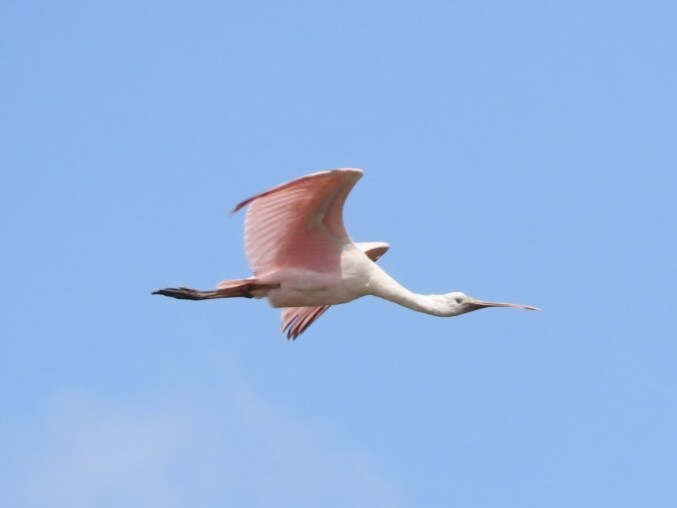 Pembe Kaşıkçı - ML640445338