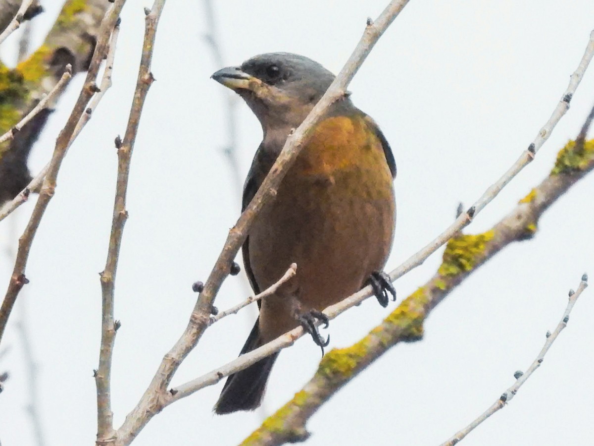 Blue-and-yellow Tanager - ML640445421