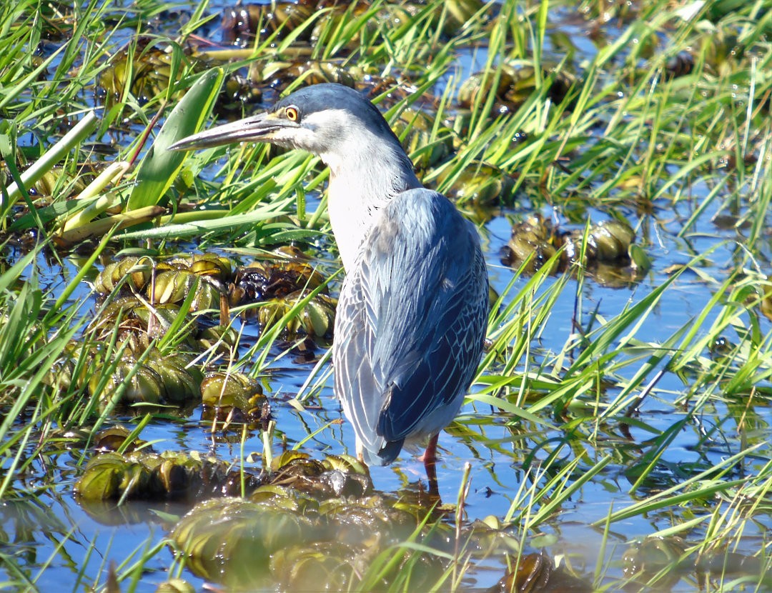 Striated Heron (South American) - ML640445503