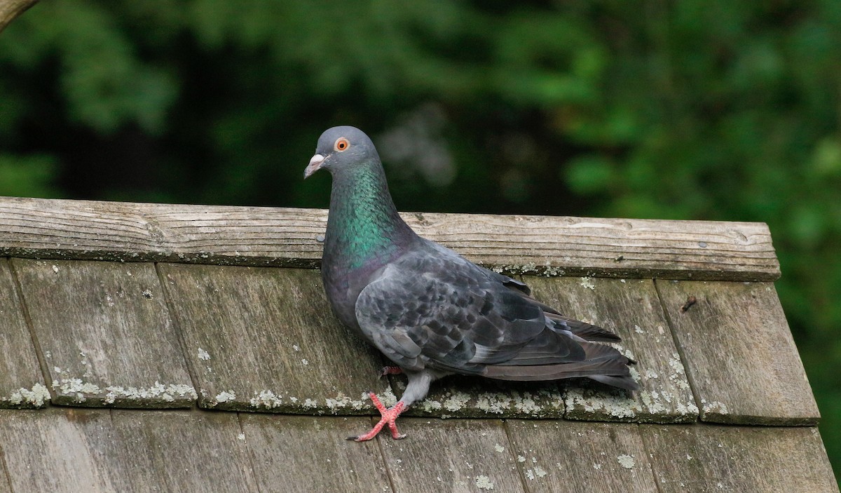 Rock Pigeon (Feral Pigeon) - ML640445543