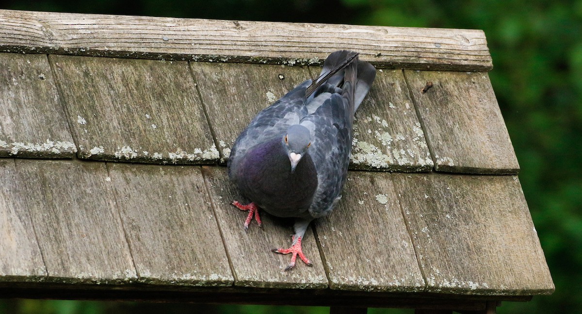 Rock Pigeon (Feral Pigeon) - ML640445546