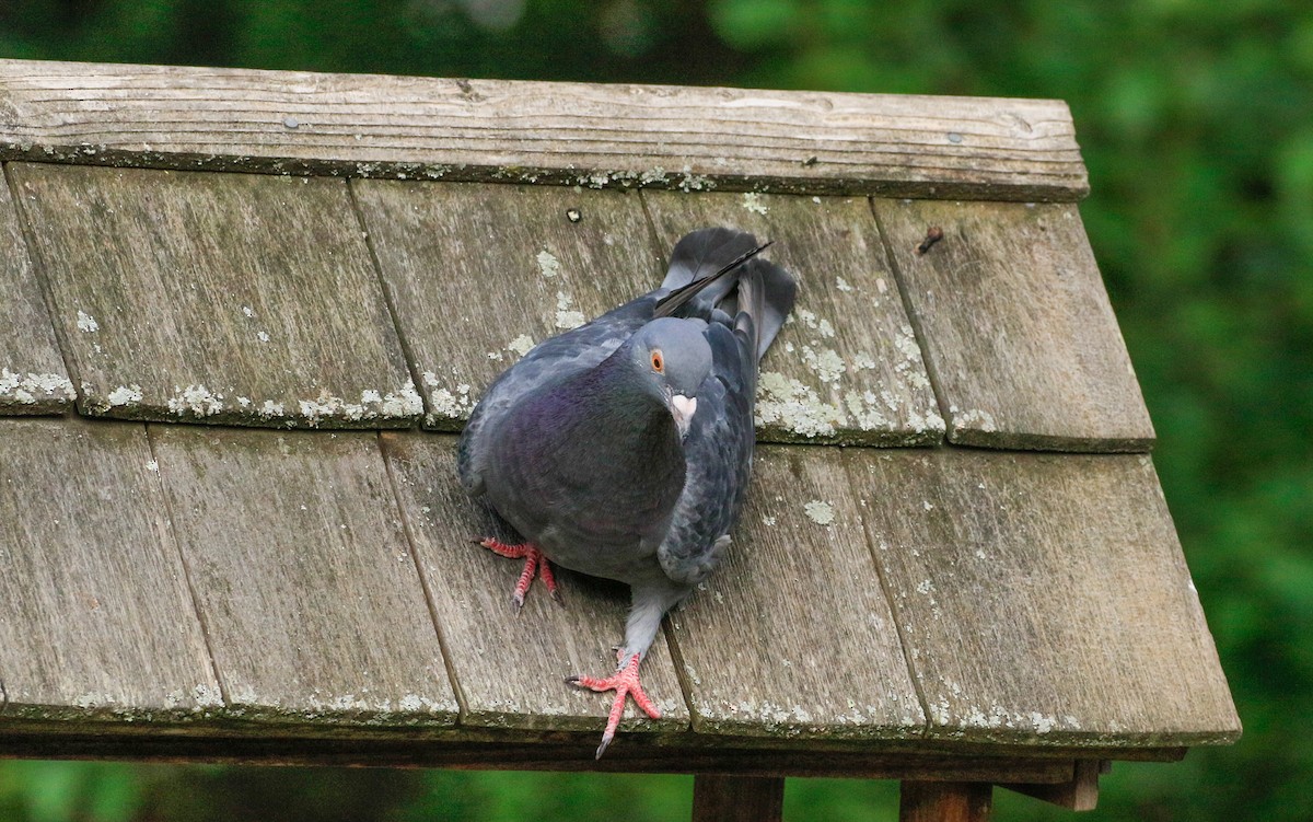 Rock Pigeon (Feral Pigeon) - ML640445548