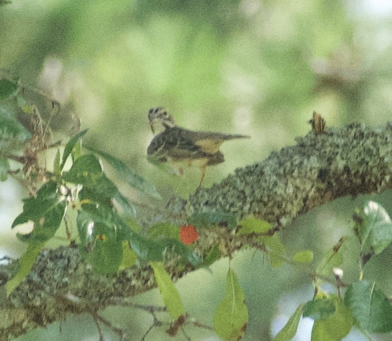 Lark Sparrow - ML640445557