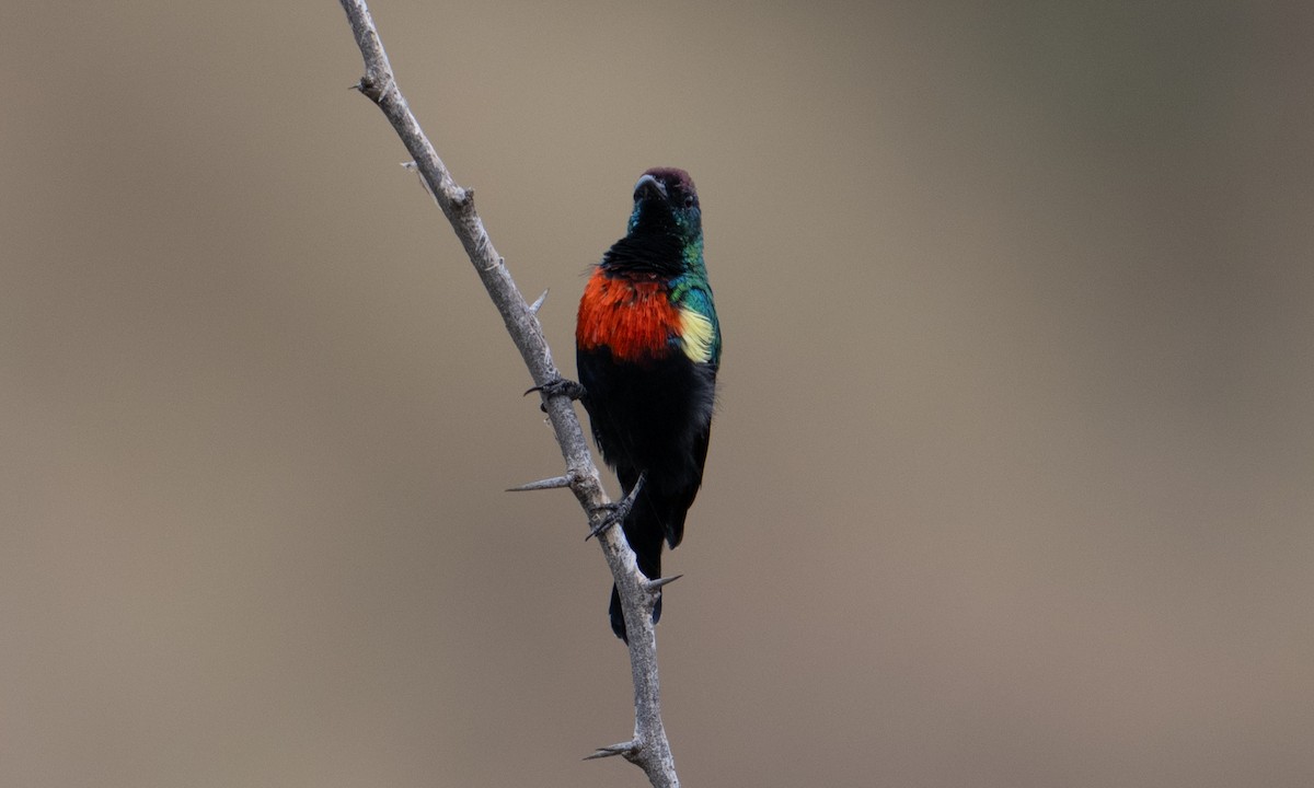 Abyssinian Sunbird - ML640445586