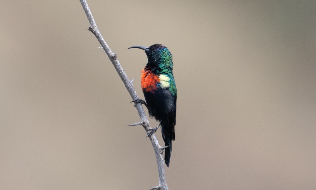 Abyssinian Sunbird - ML640445587