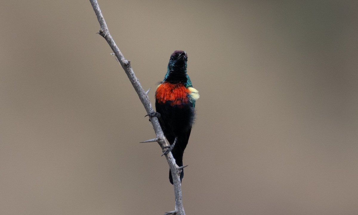 Abyssinian Sunbird - ML640445588