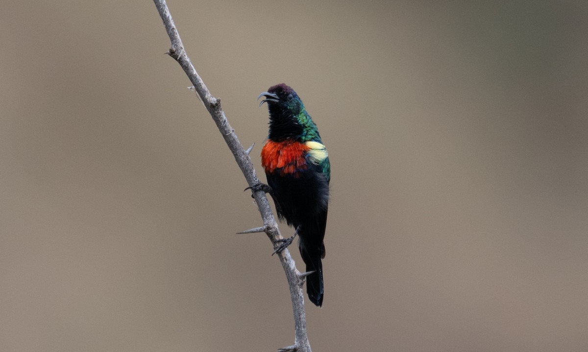 Abyssinian Sunbird - ML640445589