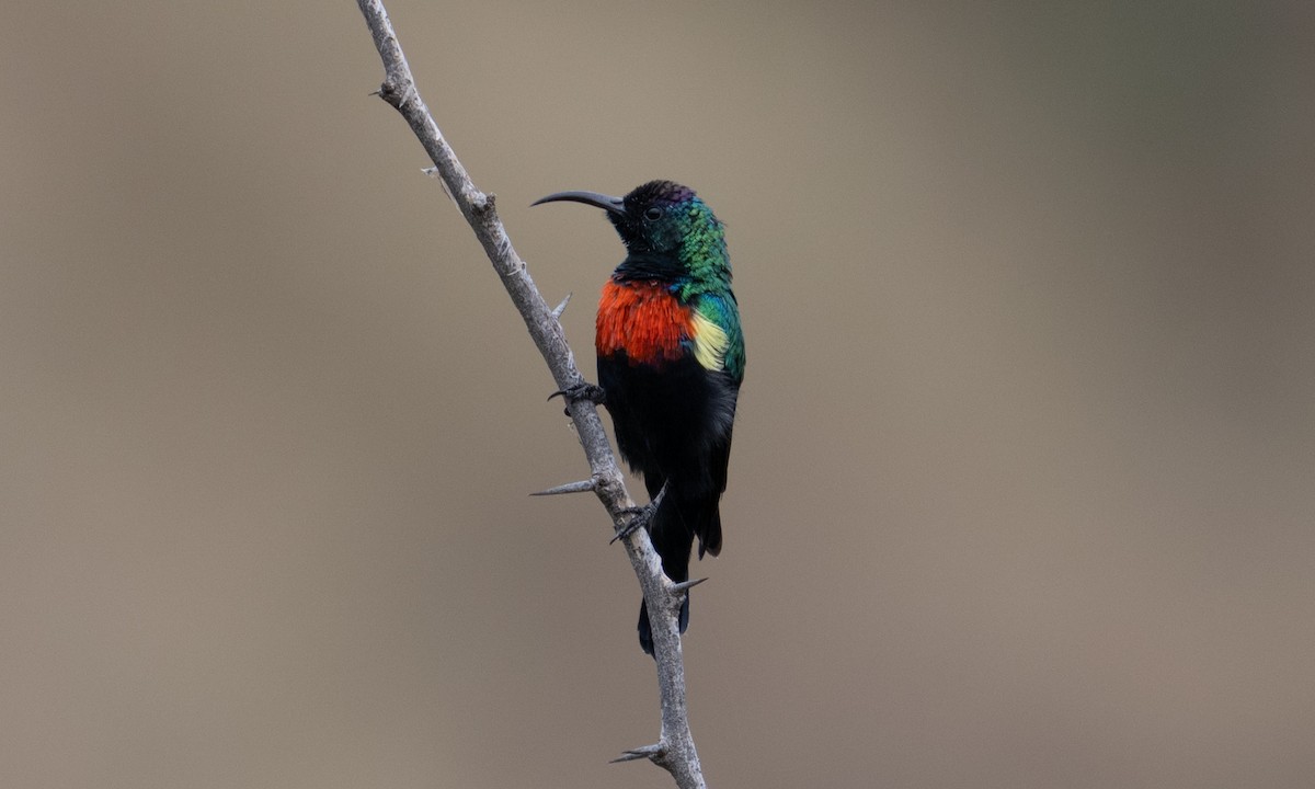 Abyssinian Sunbird - ML640445591