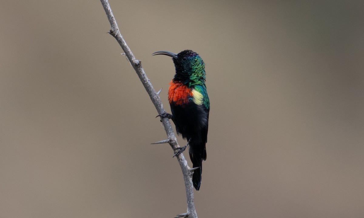 Abyssinian Sunbird - ML640445592