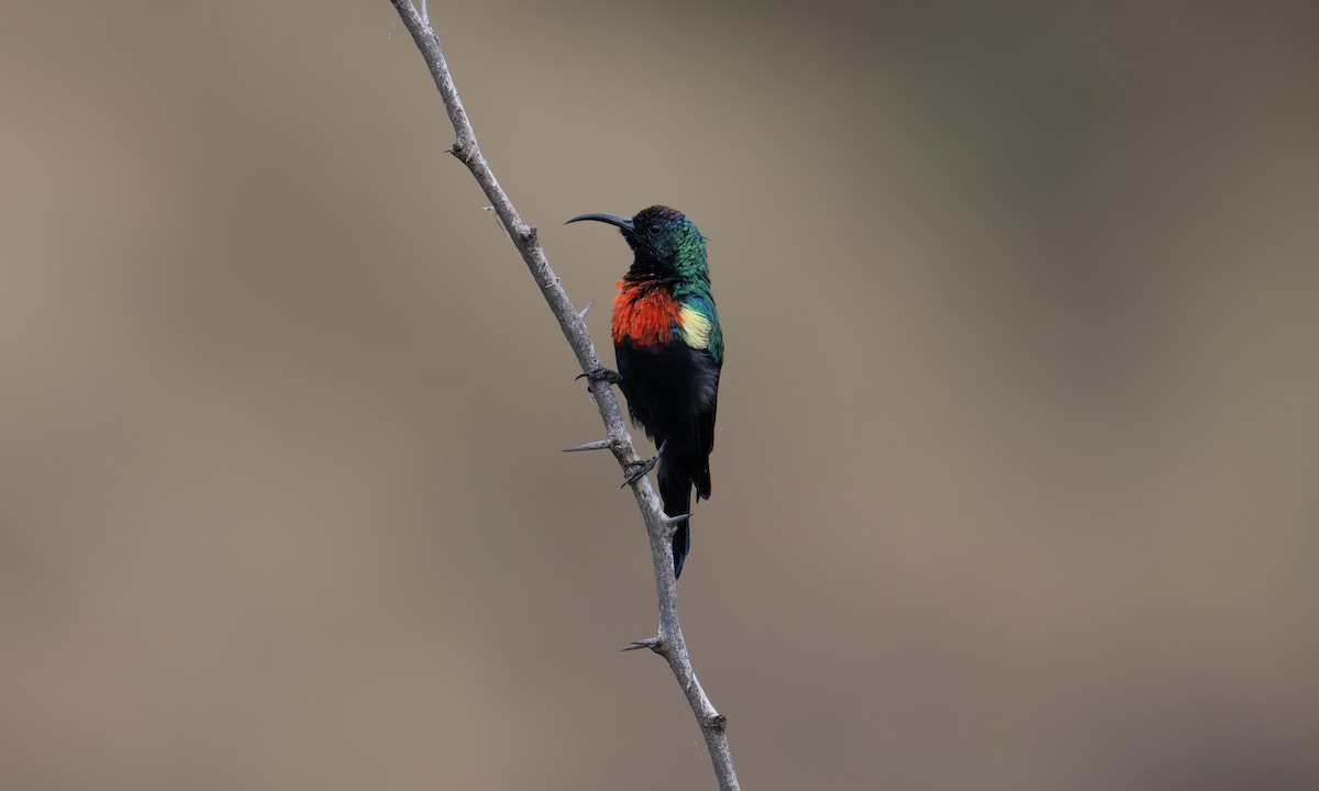 Abyssinian Sunbird - ML640445593