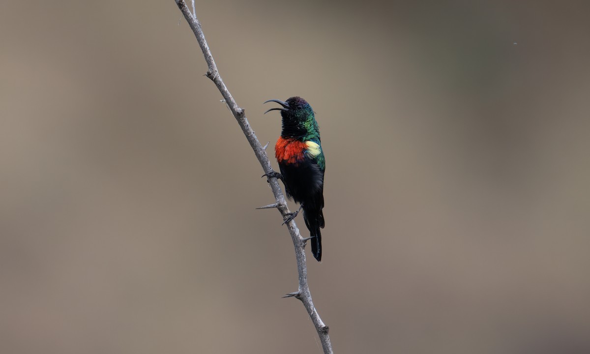 Abyssinian Sunbird - ML640445594