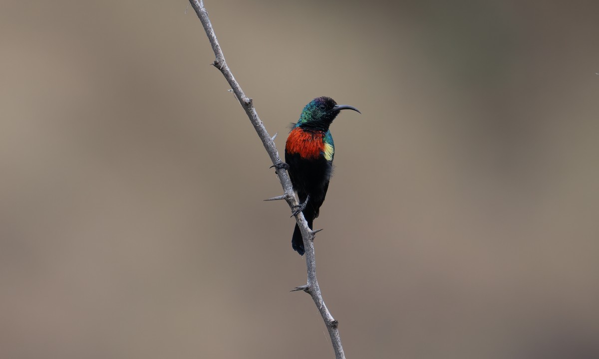 Abyssinian Sunbird - ML640445595