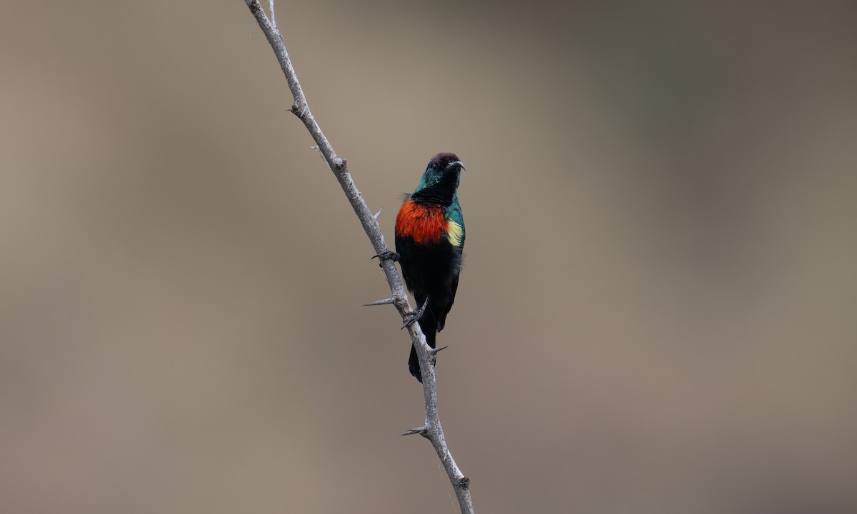 Abyssinian Sunbird - ML640445596