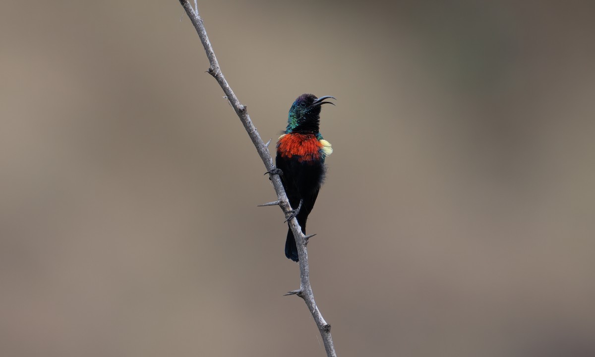 Abyssinian Sunbird - ML640445597