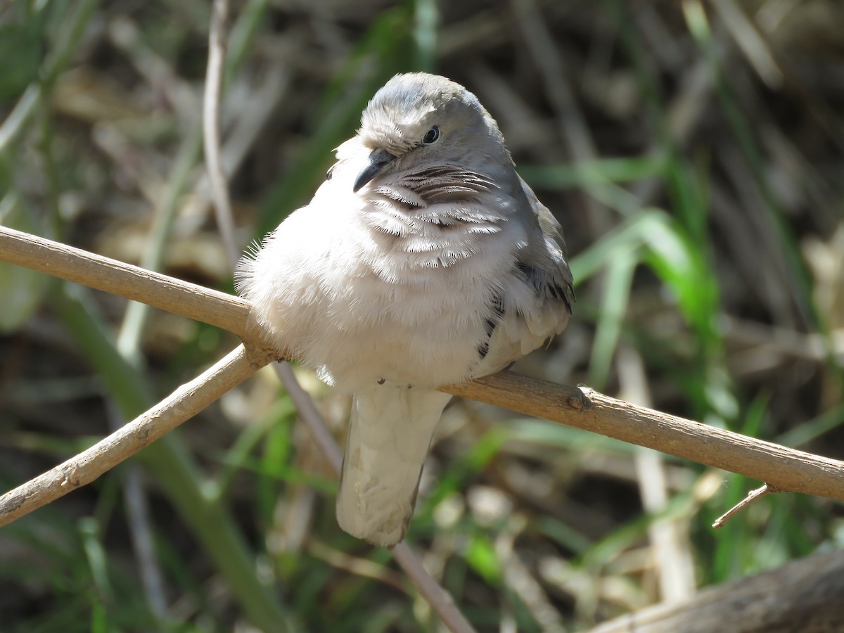 Picui Ground Dove - ML640445651